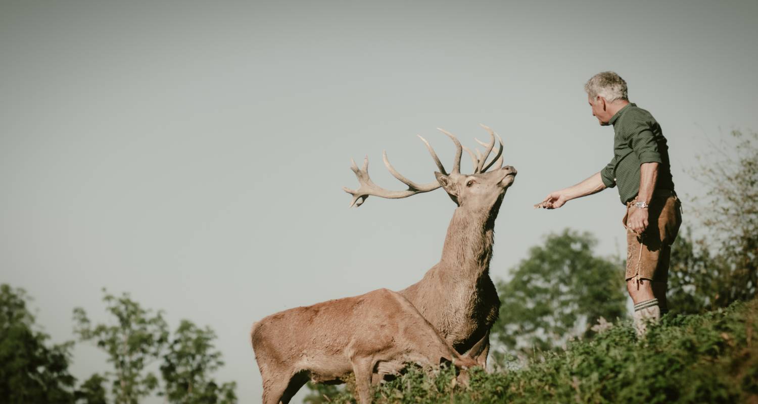 Mann füttert Hirsch im hoteleigenen Wildpark