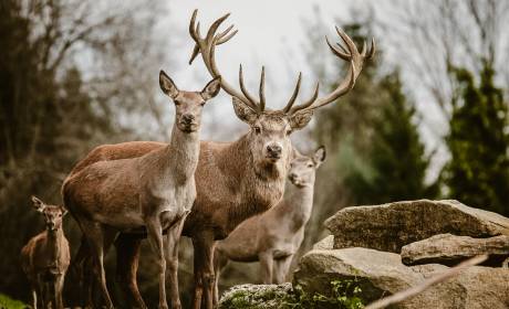 Dammhirsch und Rehe