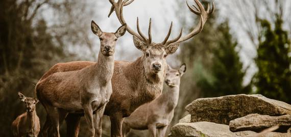 Hotel's own deer park - Resort Bergkristall